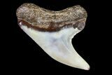 Colorful Fossil Tiger Shark (Galeocerdo) Tooth - Virginia #71137-1